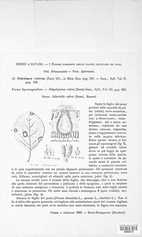 Polystigma rubrum ssp. rubrum image